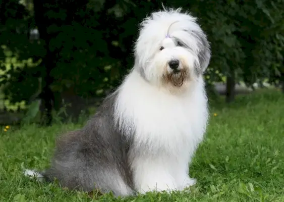 cão pastor inglês velho bobtail