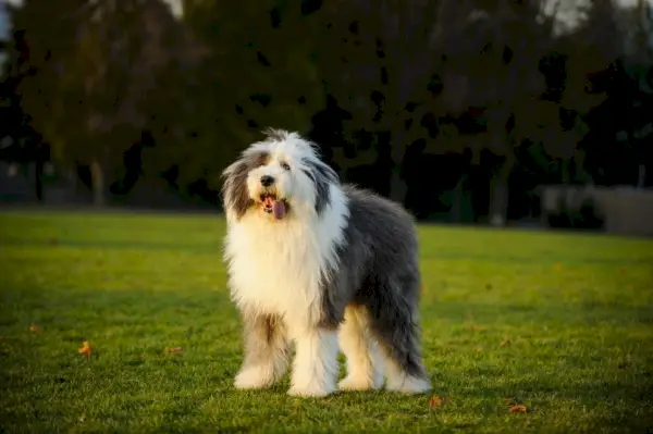 velho cão pastor inglês ao ar livre