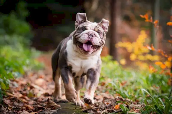 Engleski buldog trči i igra se