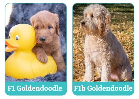 F1 vs. F1b Goldendoodle nebeneinander