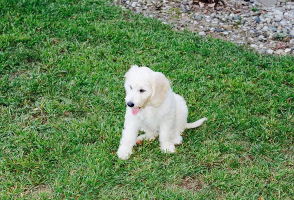 F1-Golddoodle sitzt auf dem Rasen