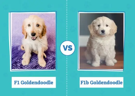 F1 kontra F1B Goldendoodle: kluczowe różnice (ze zdjęciami)