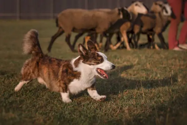 kardigan pes welsh corgi zbira ovce skupaj