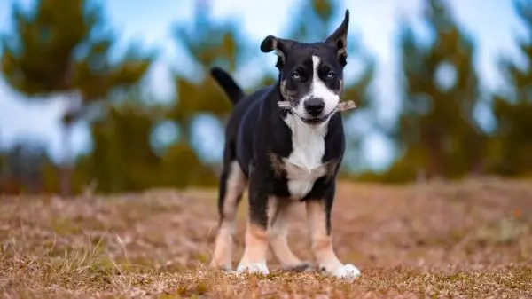 Fotografie cu focalizare selectivă a unui McNab alb-negru cu ochi albaștri