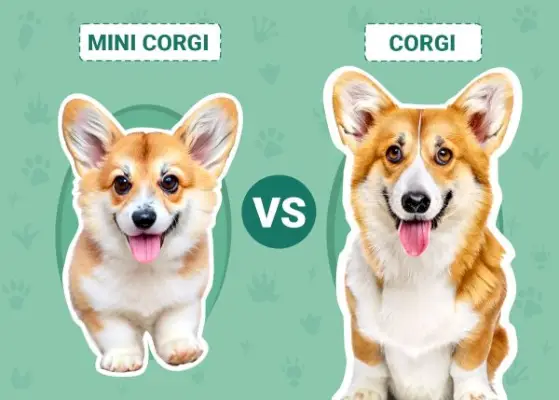Mini Corgi kontra Corgi: dokładne porównanie ras