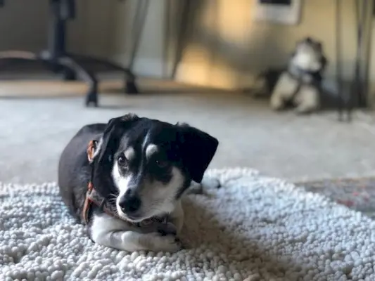 tax och rat terrier mix