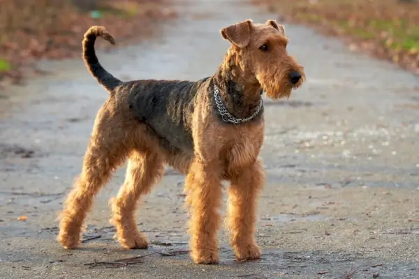 Airedale Terrier