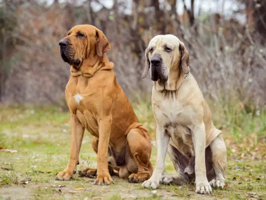 brasiliansk mastiff