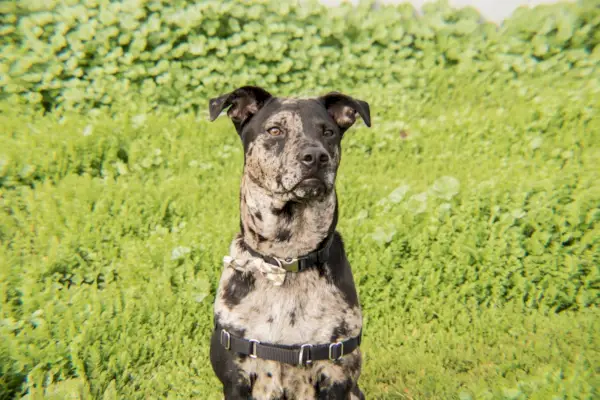 Catahoula leopardhund