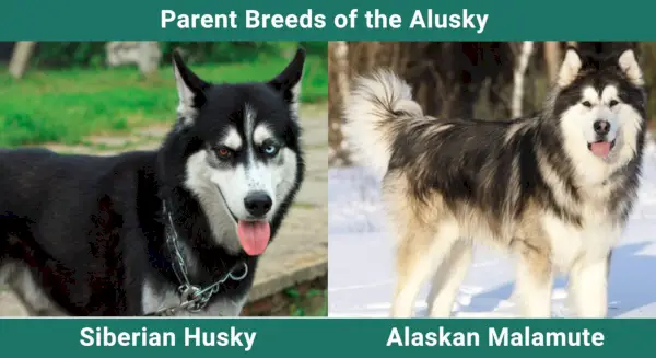 Parent_breeds_Alusky