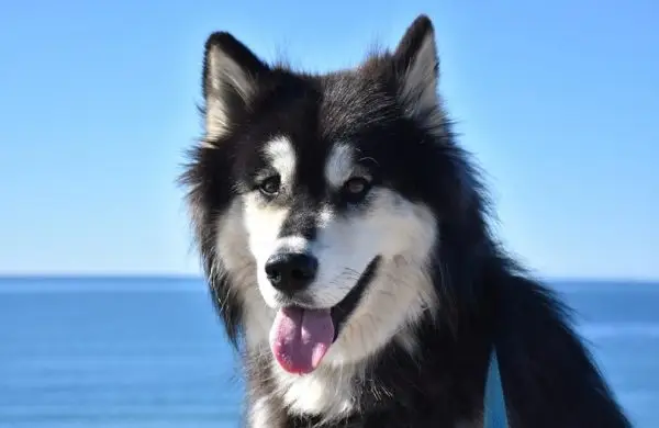 Alusky (mescla de husky siberià i malamute d'Alaska): imatges, informació i cura