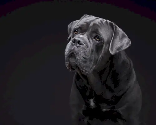 קנה קורסו איטלקי אפור כחול