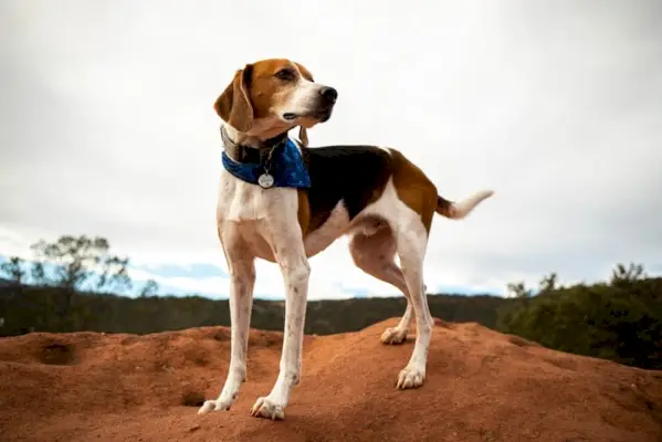 amerikansk-rævehund-vandring