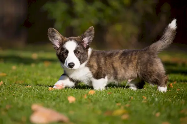 Szczeniak Brindle Corgi spacerujący po trawniku