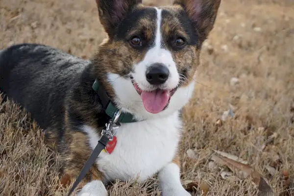pręgowany corgi