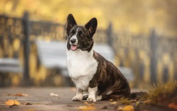 Brindle Corgi: Tények, eredet és történelem (képekkel)