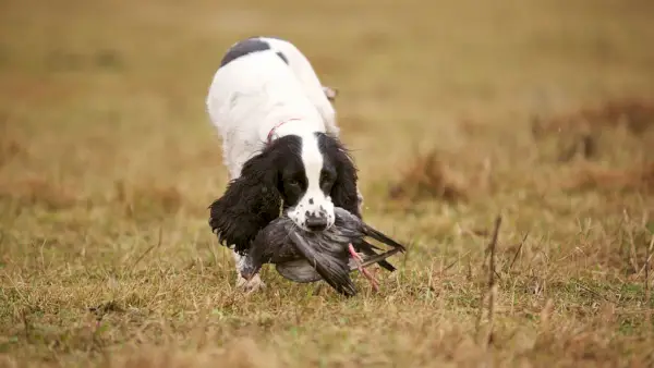 kokerspaniels ar putnu