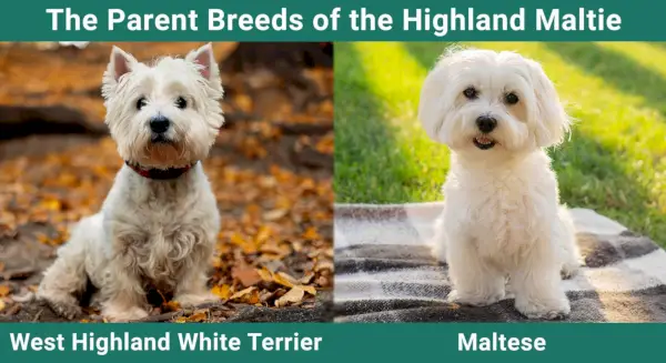 Родителските породи на Highland Maltie