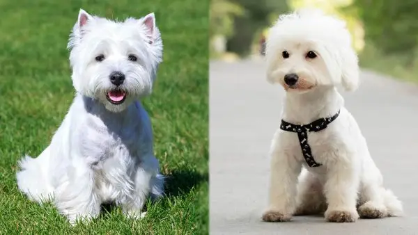 Родителски породи Highland Maltie