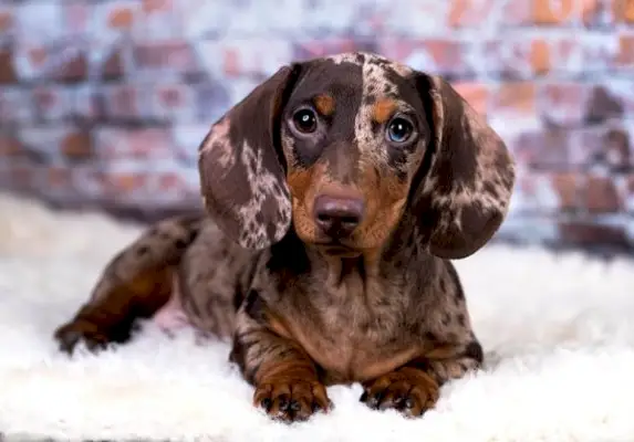 Red Dapple Dachshund: Fakta, oprindelse og historie