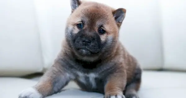 Šteniatko Sarabi sedí na pohovke