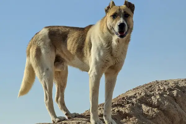 Sarabský pes známy aj ako perzský mastif alebo iránsky mastif