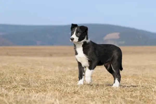 Lyhytkarvainen bordercollie
