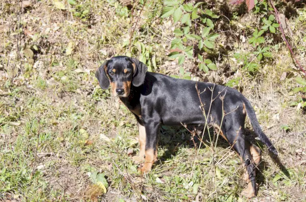 Filhote de cão de raça pura da Transilvânia