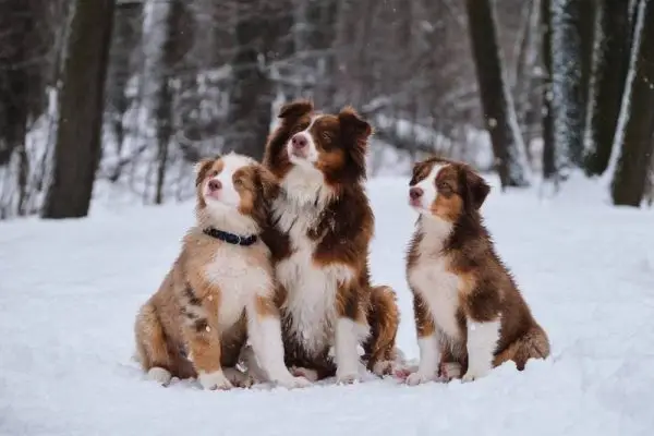 Schnee der Australian Shepherds
