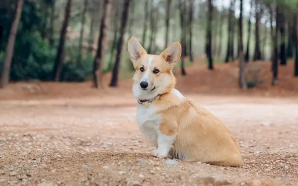 pembroke welsh corgi so plavým kožuchom