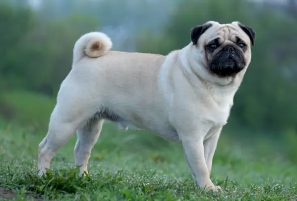 mops pes stojaci v tráve