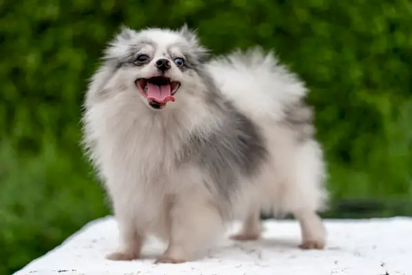 blue merle pomeranian stojaci