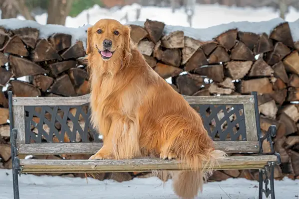 portrét zlatého retrievera na lavičke v snehu.
