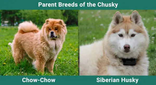 Parent_races_Chusky