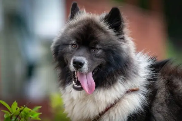 husky-et-un-chow-chow_Dolores-M-Harvey_shutterstock