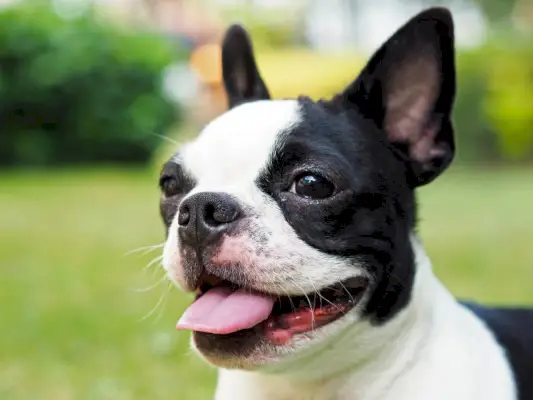 Zamknięta uśmiechnięta samica Boston Terrier pokazująca język i zginające uszy na podwórku w naturalnym świetle