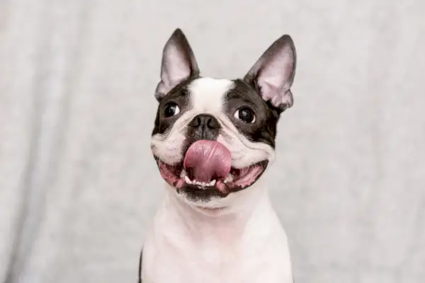 Boston terrier z szczęśliwą twarzą i pozowaniem wyschniętego języka