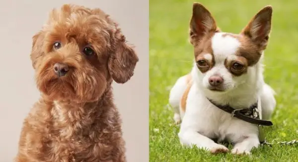 Смесена порода кучета Maltipoo Chihuahua: Снимки, информация, ръководство за грижи и още