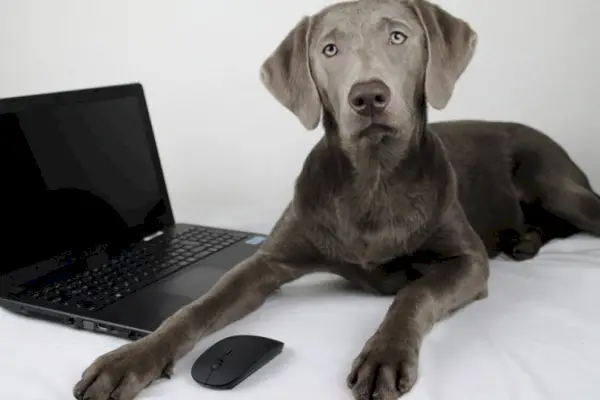 Labrador retriever plateado junto a una computadora portátil en la cama
