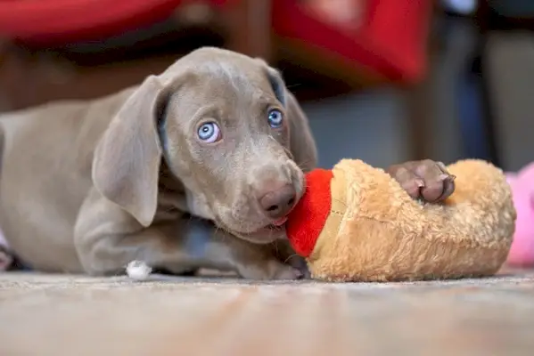 Weimaraner Nooking Perro Chupando Juguete Masticable
