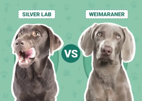 „Sidabrinė laboratorija“ ir „Weimaraner“: paaiškinti skirtumai (su nuotraukomis)
