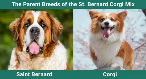 Foreldrerasene til St. Bernard Corgi Mix