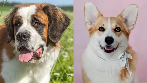 Foreldreraser av St Bernard Corgi Mix