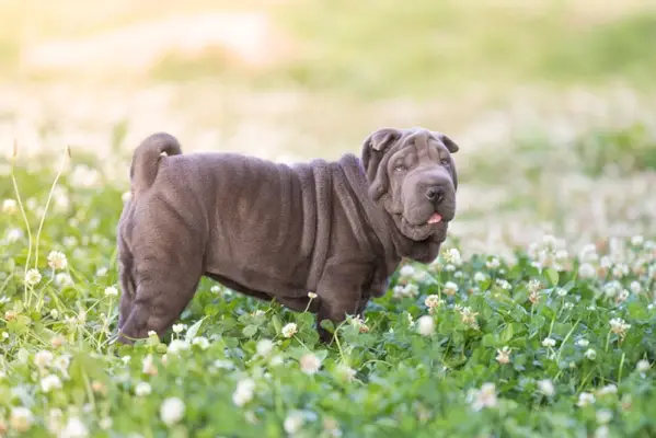 modrý zředěný shar pei pes stojící na louce