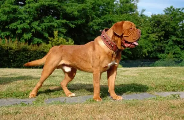 Bordeauxdogge-Hund-im Freien