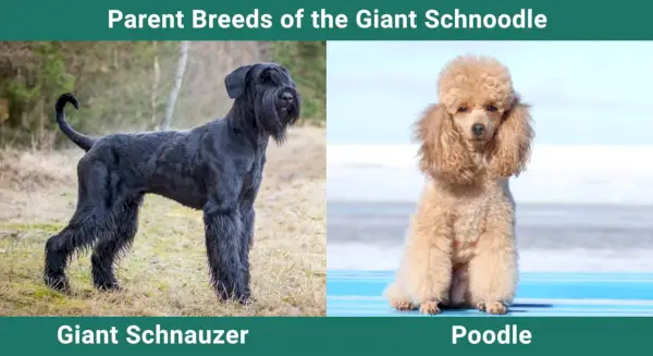 Parent_breeds_Giant Schnoodle