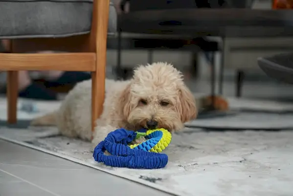 maltipoo spelen met speelgoed