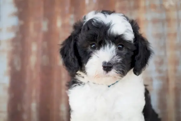 кученце sheepadoodle