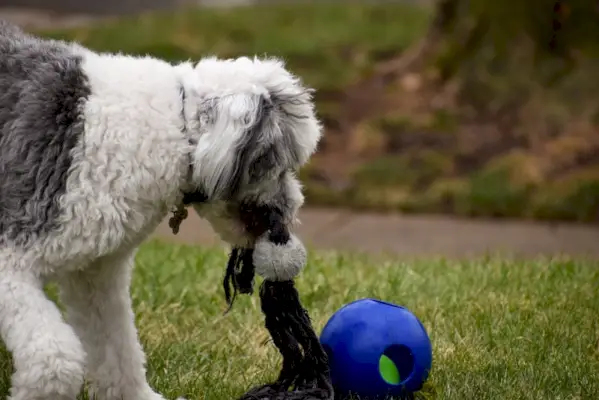 Sheepadoodle с няколко играчки