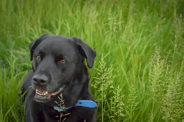 Черный Лабрабулл в траве
